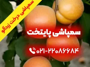 سمپاشی-درخت-زردآلو