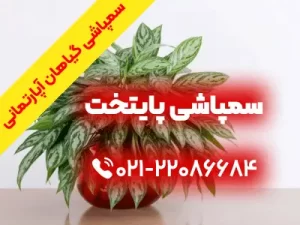 سمپاشی-گیاهان-آپارتمانی