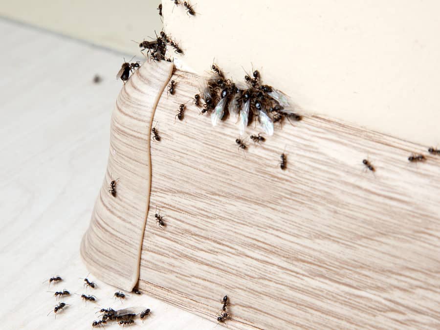 سمپاشی-مورچه