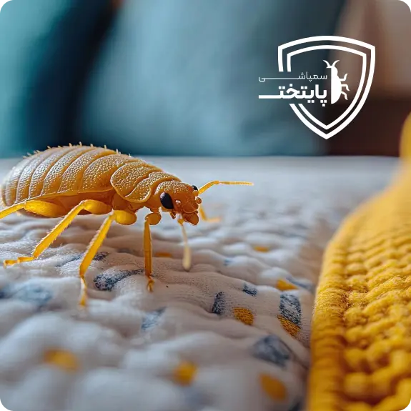 سمپاشی ساس در تهران