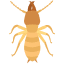 موریانه
