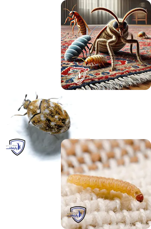 حشره فرش دستباف