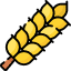 گندم