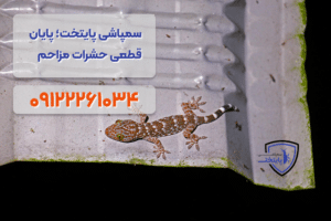 سمپاشی-مارمولک-در-تهران