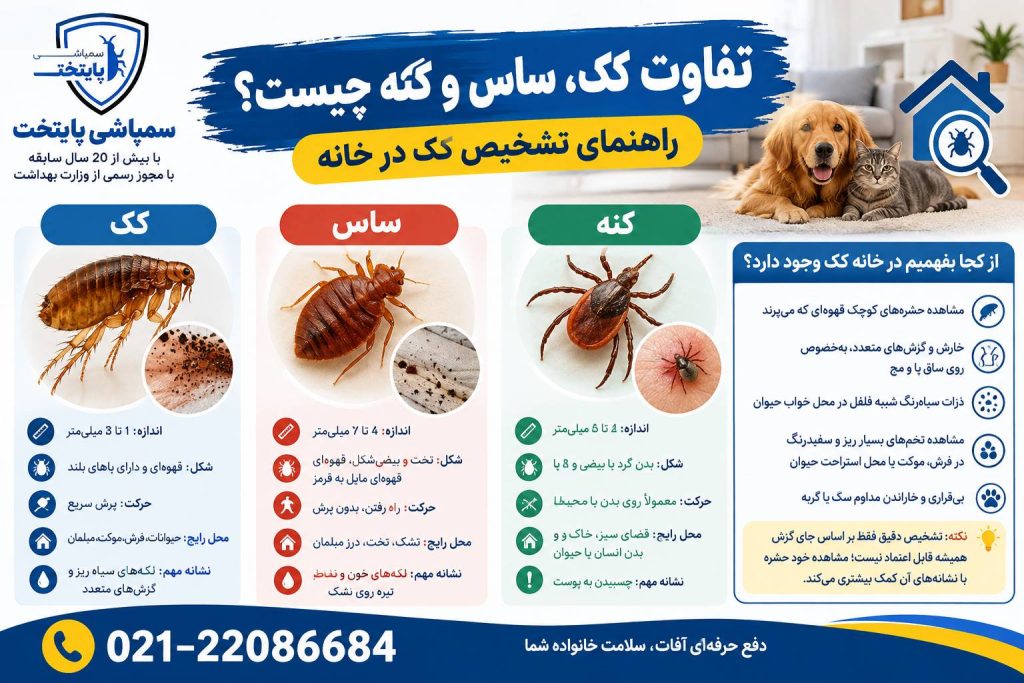 تفاوت کک، ساس و کنه چیست؟ راهنمای تشخیص کک در خانه