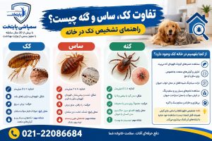 تفاوت کک، ساس و کنه چیست؟ راهنمای تشخیص کک در خانه
