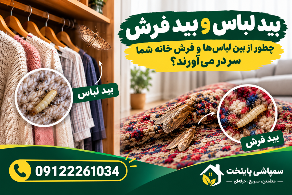 بید لباس و بید فرش؛ چطور از بین لباسها و فرش خانه شما سر در میآورند؟