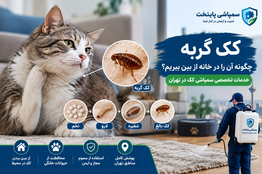 کک گربه چیست؟
